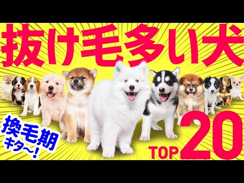 【❤️抜け毛が多い人気犬種ランキング】換毛期やダブルコートって？