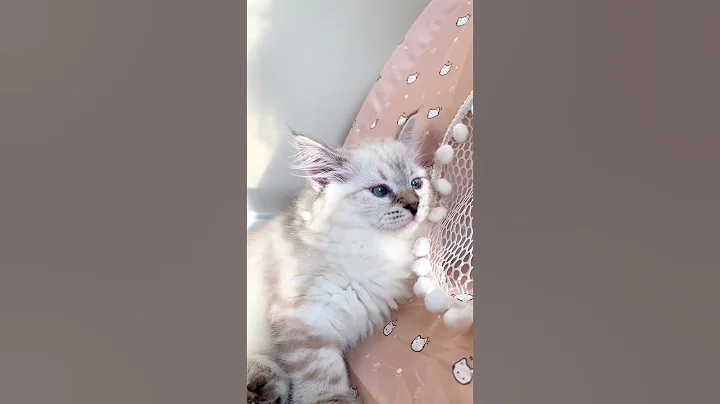 Video 8158101: hypoallergenic siberian kittens, beautiful siberian kitten, siberian kitty, adorable siberian kitten, siberian pets