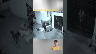 Dog and cat videos #animal _025#animals #shorts