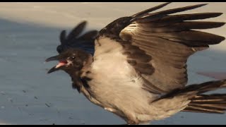 Pictures of crows Pictures of crows