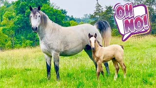 BABY HORSE GOES OUT TO PASTURE FOR THE FIRST TIME THEN…