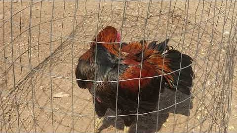 Qaib Brother going 7 months