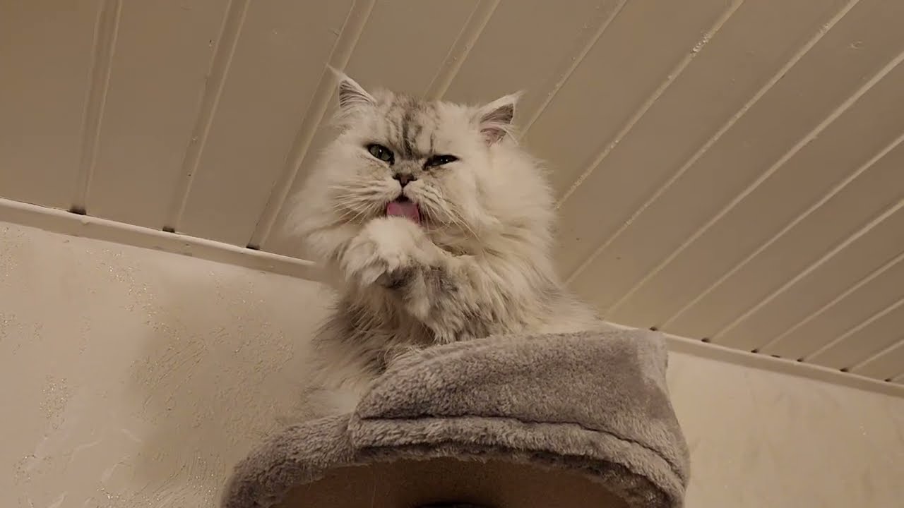 Дневник : Германия - Аллергия / Отставка Малюка / Gemini VS ChatGPT / Гнездование Лилитки