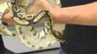 Famous SnakeBytesTV-- Bigfoot of Ball Pythons "Super Lori Ball" Net Worth