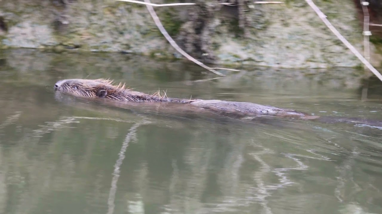 Op pad in de Natuur Rhoonse Grienden #8