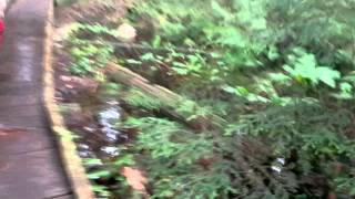 140425 West Vancouver - Hiking - Whyte Lake 2