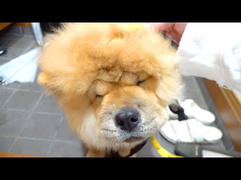 顔の毛量のせいで首輪が抜けないチャウチャウ犬