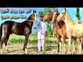 Most beautiful breedr horse  desi ghorian