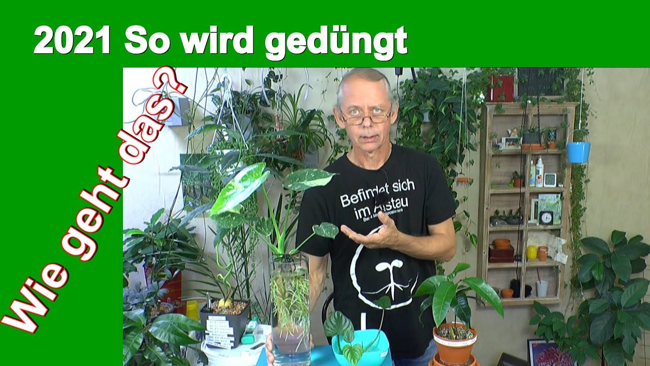 So düngen wir  Zimmerpflanzen um sie gut zu Versorgen und damit sie bestens Wachsen