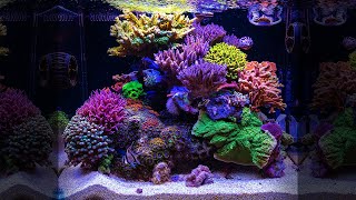 NANO TANK DREAM - SPS wonder of Florida - 35 Gallon REEF AQUARIUM *corals*