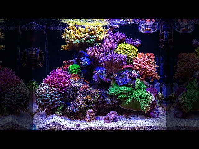 NANO TANK DREAM - SPS wonder of Florida - 35 Gallon REEF AQUARIUM