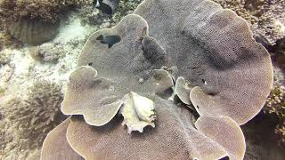 Zanzibar Scuba diving POV 4K by NaturePOV 130 views 4 months ago 33 minutes