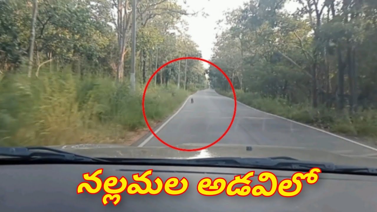 Nallamalla Forest Srisailam Ghat Road Driving Experience 2023 nallamalla-forest-srisailam-ghat-road-driving-experience-2023