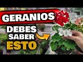 Si Tienes GERANIOS ¡DEBES SABER ESTO! Porqué no Florecen los Geranios o Novios, Abono para Plantas