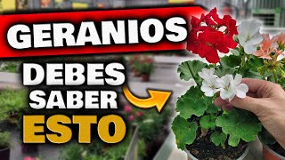 Si Tienes GERANIOS ¡DEBES SABER ESTO! Porqué no Florecen los Geranios o Novios, Abono para Plantas