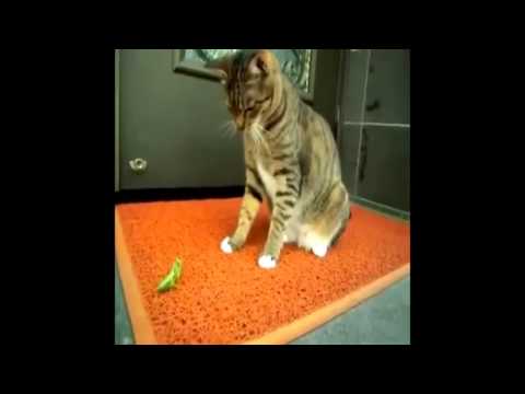 Gato VS Mantis - Cat VS Mantis - Кошки против богомола