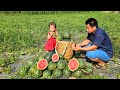 Harvesting Watermelon Fruit Garden goes to the market sell-Take care of pigs, chickens and geese