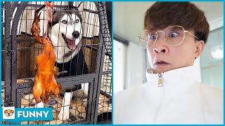 Challenges Mom drink toilet water and the ending - Dog Funny Moments 2021 V26 - Dogs funny video