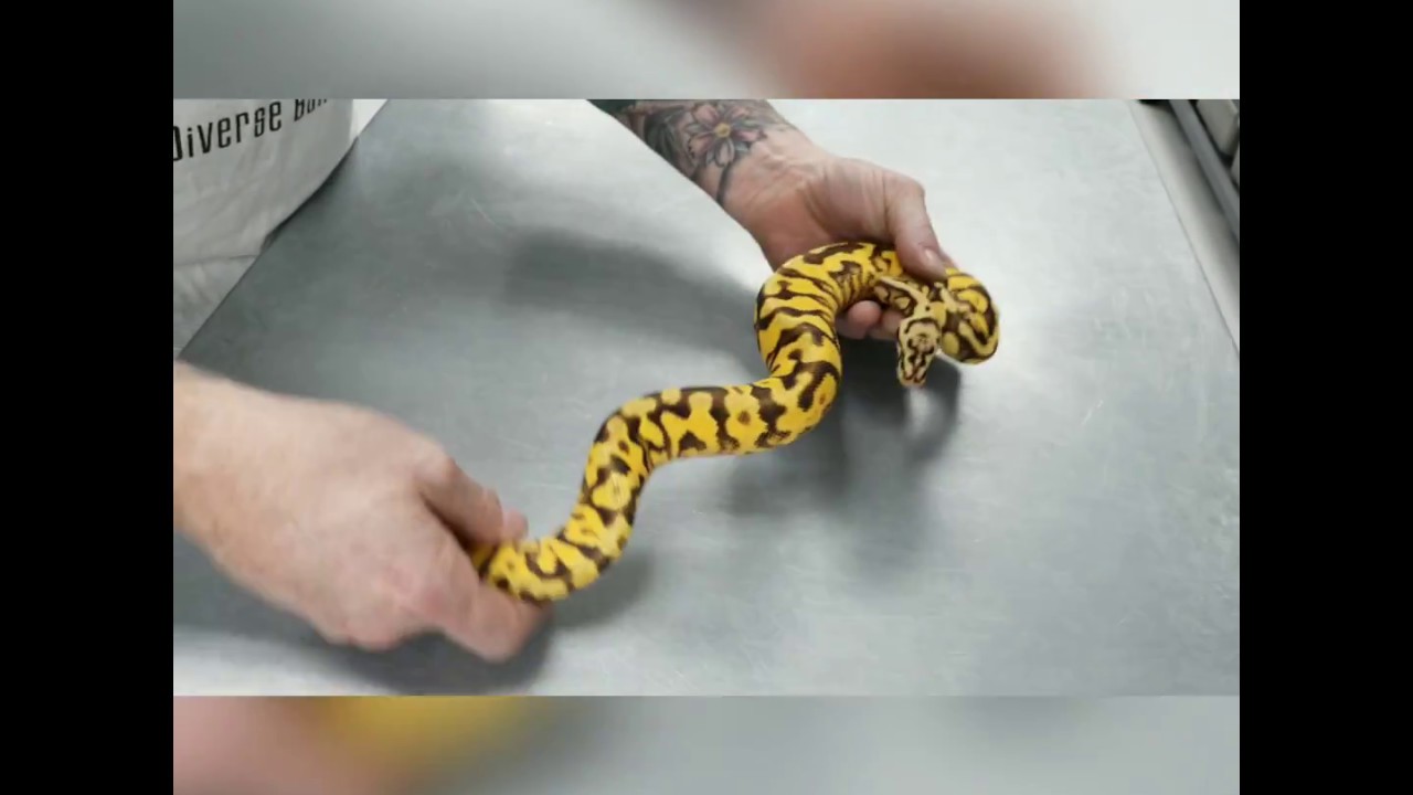 ballo bibaho New arrivals from JKR !!! Justin Kobylka Reptiles