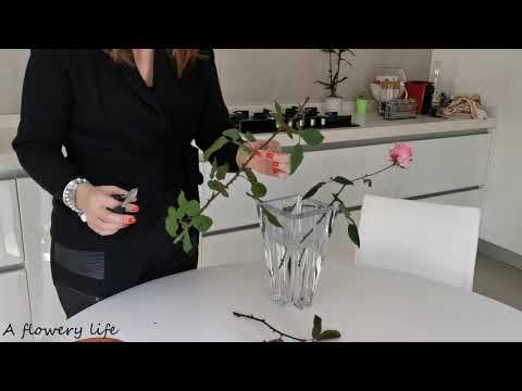 Video: Coltivare Una Rosa Da Un Bouquet: è Difficile?