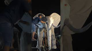 Proses Pembuatan Takbiran Desa Bangsal Rejo Part 1 2023 takbiran