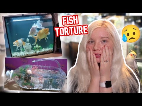 Video: Pet Scoop: Aquariums Suffer Vážne poškodenie zo Sandy, zaniknutej ropuchy robí Comeback