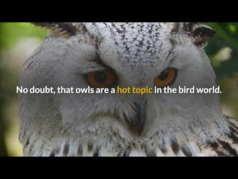 How to attract owls to roost near your property