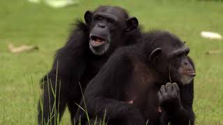 Welcome to Chimp Haven