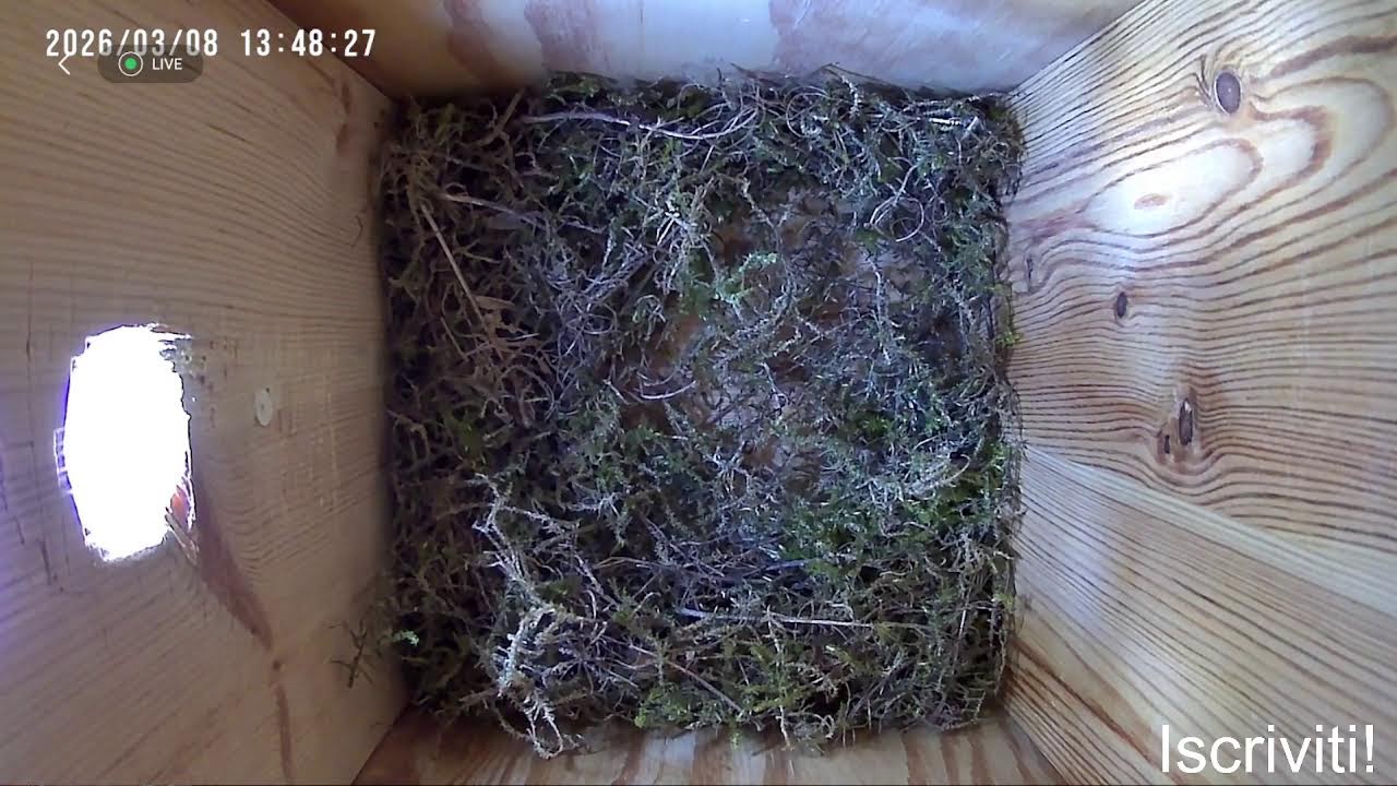 Nido delle Cinciallegra - Live