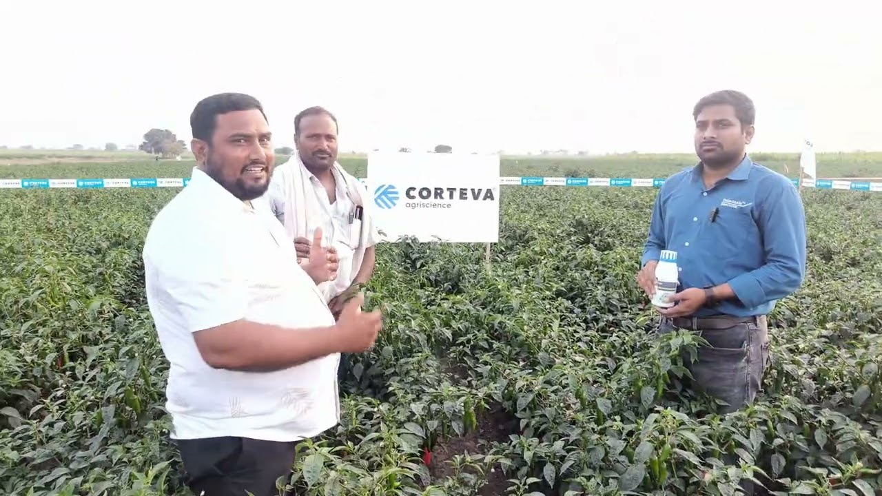 డెలిగేట్ కంపెనీ వారి కొత్త మందు #సెట్ మిరప పంట లో పూత కాపు సెట్టింగ్ కోసం 