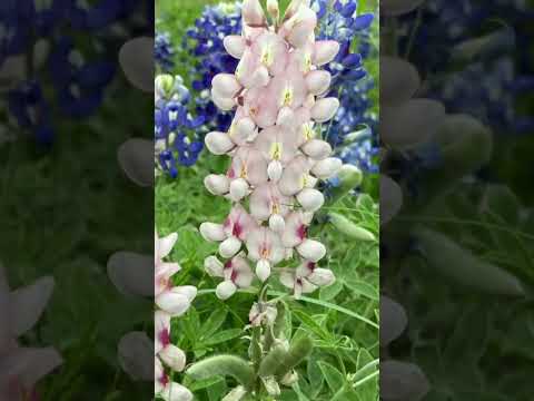 Видео: Texas Blue Bonnets: как вырастить цветы Blue Bonnet в саду