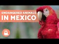 10 Animals in Danger of EXTINCTION in MEXICO