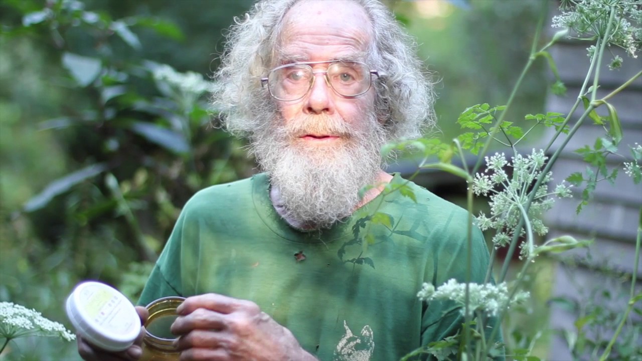 Angelica sinensis (don quai)