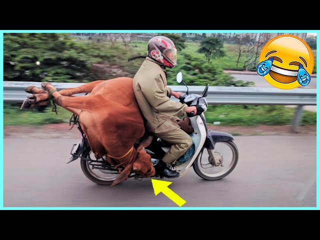 Best Funny Videos Compilation 🤣 Pranks - Amazing Stunts - By Just F7 🍿 #63 class=