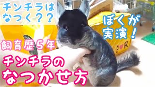 チンチラの懐かせ方を紹介！　チンチラってなつくの？チンチラ飼育歴約５年の飼い主が、実演しながらなつく方法を紹介します。【chinchilla】