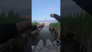 Float fishing in shallow water #fishing #fish #рыбалка