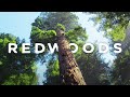 Redwoods 8k 60pr in 2022