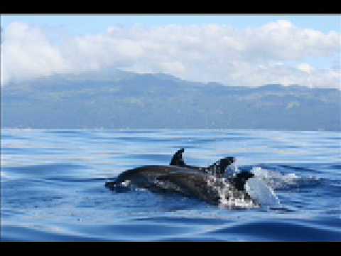Chris Michell — Dolphin Love: pregnancy, birthing and babies: CHRIS MICHELL