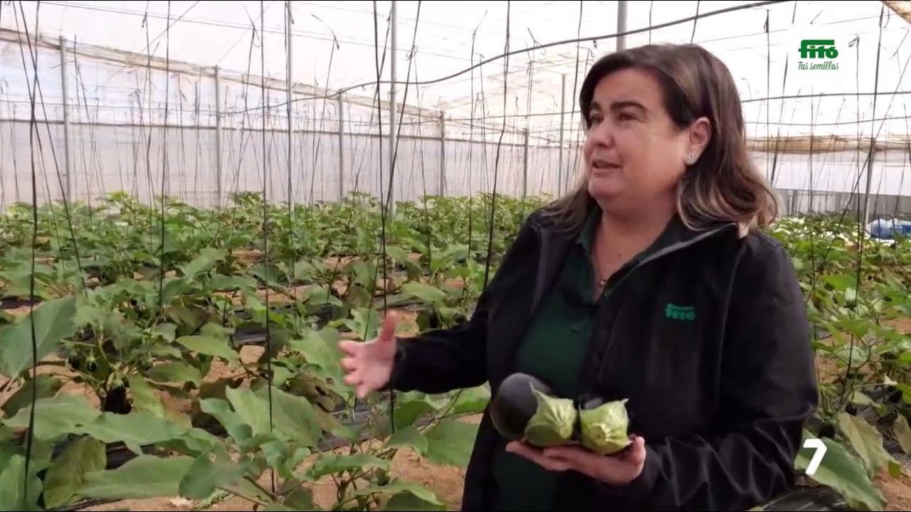 Berenjena Vanesa en el Campo de Cartagena