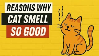 Why Does My Cat Smell So Good?
