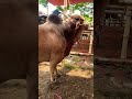 গরু guru cow goru amba hamba cow videos gorur video guru guru goro guru tiktok গরুর ভিডিও golu#viral