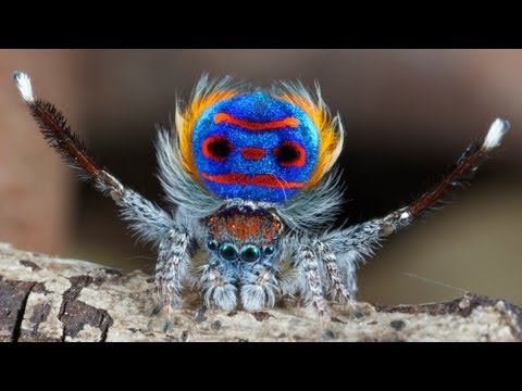 Peacock Spider 7