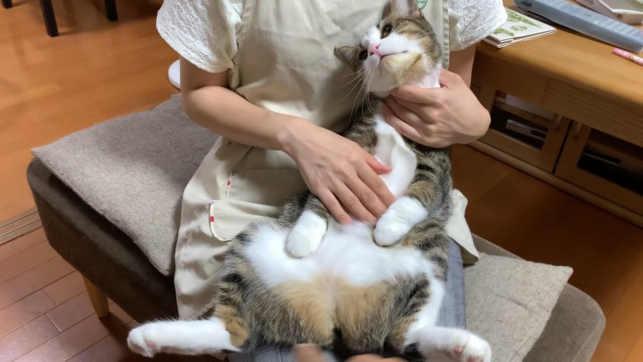 猫 を 預ける