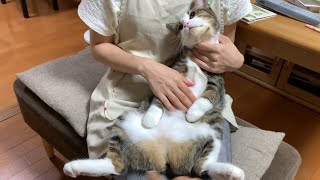 Cat lets herself get rubbed all over