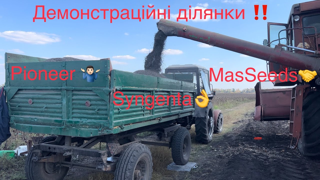 Збирання ДЕМО ділянок Соняшнику 🌻 Результати цікаві‼️Syngenta Pioneer MasSeeds ‼️Цікавий досвід 🔥