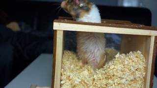 hamster digging tower