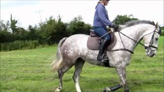 Moylough Cruising Diamond - Flatwork