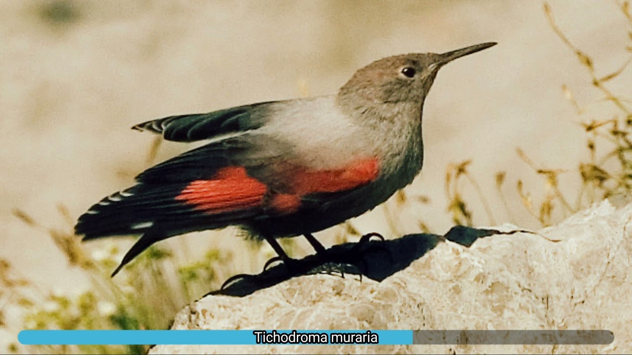 Tichodroma muraria