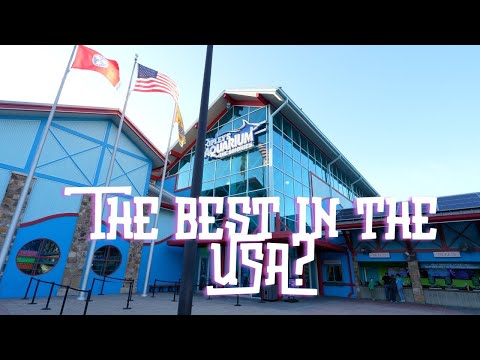 Is Ripley’s Aquarium The Best In The Usa? #gatlinburg #aquarium