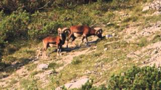 Muffelwild 3 - Tiroler Jägerverband